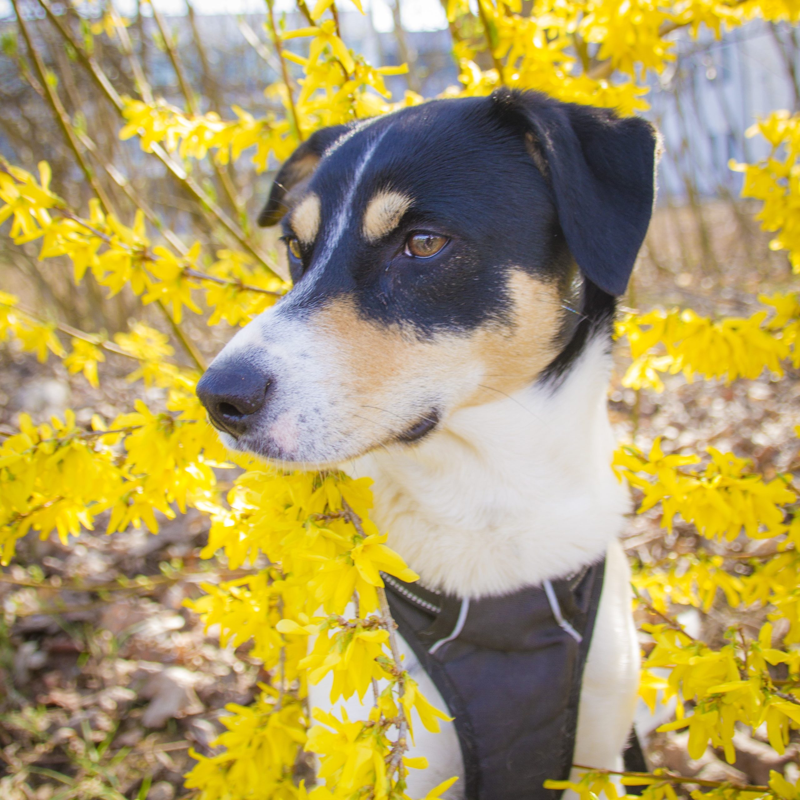 Hund-Zoe-Forsythie Hund-Zoe-Forsythie